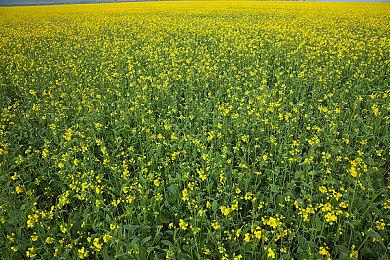 《哈利·波特：魁地奇锦标赛》PC配置公布 推荐1060